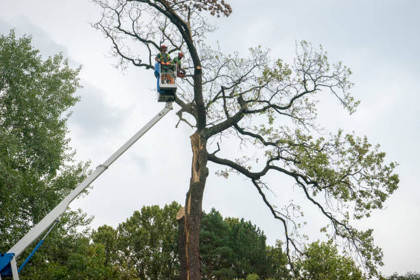 Best Tree Care Services  in USA